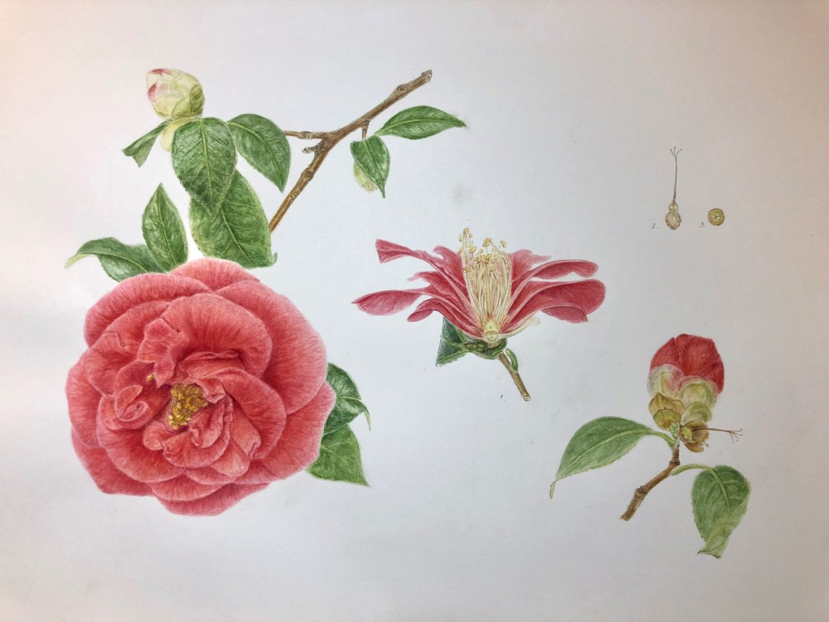 Botanical art Diane Bourgeois